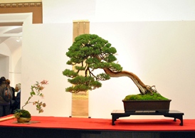 az elso bonsai es suiseki mustra arculat bonsai faja egy han kengai vagy felkaszkad bonsai stilusu grey owl boroka